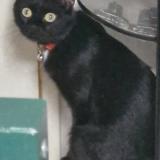 Picture of cat lost at Issoudun