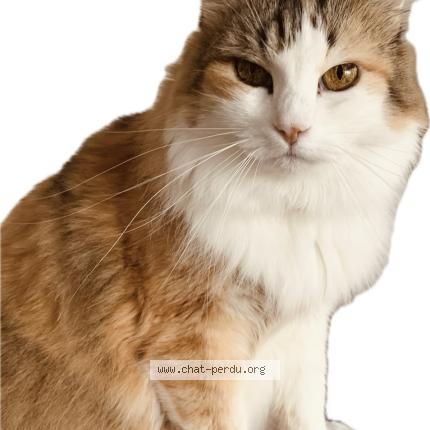 Photo 1/1 Vaya Chat lost in Dax