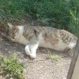 Picture of cat found at Orleans