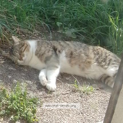 Photo 1/1 Found cat Found in Orleans