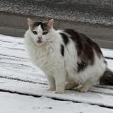 Picture of cat lost at Escombres Et Le Chesnois