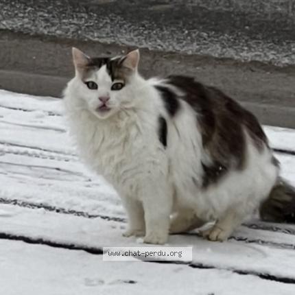 Photo 1/1 Minuss Chat lost in Escombres et le chesnois