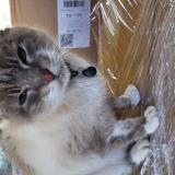 Picture of cat found at Pibrac