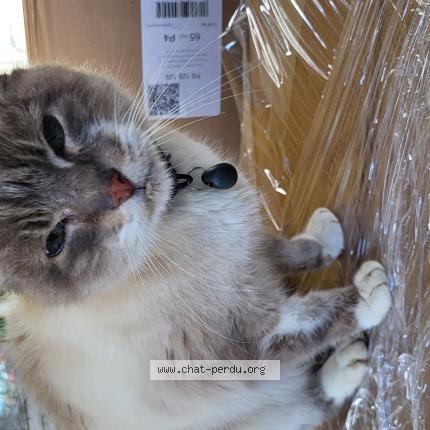 Photo 1/1 Found cat Found in Pibrac