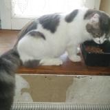 Picture of cat lost at Saint Marceau