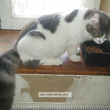 Photo 1/1 Djumbo Chat lost in Saint marceau