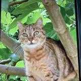 Picture of cat lost at Vitry Sur Seine