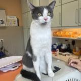 Picture of cat lost at Bons En Chablais