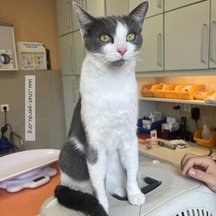 Photo 1/1 Coquillette Chat lost in Bons en chablais