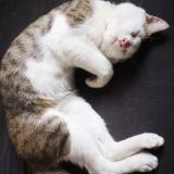 Picture of cat lost at Nantes