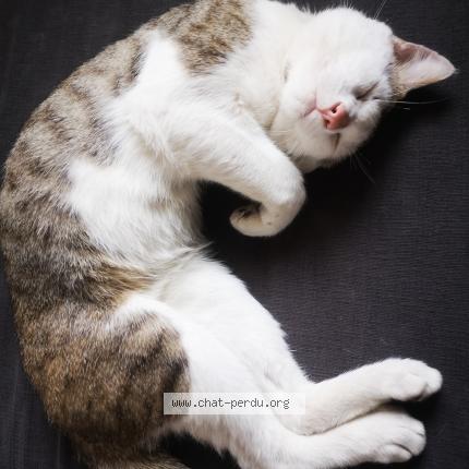 Photo 1/1 Mignon Chat lost in Nantes