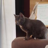 Picture of cat lost at Briancon