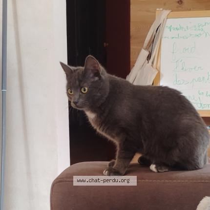 Photo 1/1 Art&eacute;mis Chat lost in Briancon