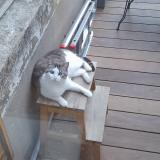 Picture of cat lost at Metz