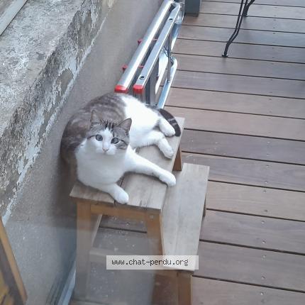 Photo 1/1 Nala Chat lost in Metz