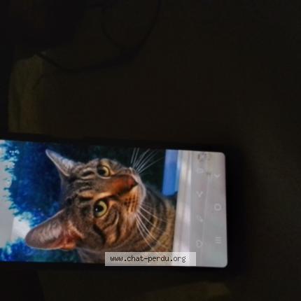 Photo 1/1 Sunny Chat lost in Roanne