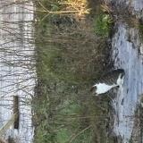 Picture of cat found at Langres