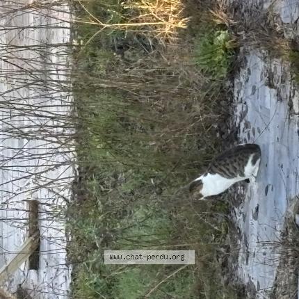 Photo 1/3 Found cat Found in Langres