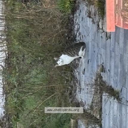 Photo 3/3 Found cat Found in Langres