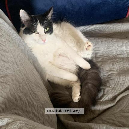 Photo 1/1 Sissy Chat lost in St aubin de blaye