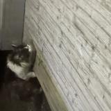 Picture of cat found at Anthon