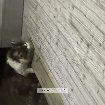 Photo 1/1 Found cat Found in Anthon