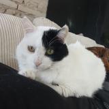 Picture of cat lost at Montauban