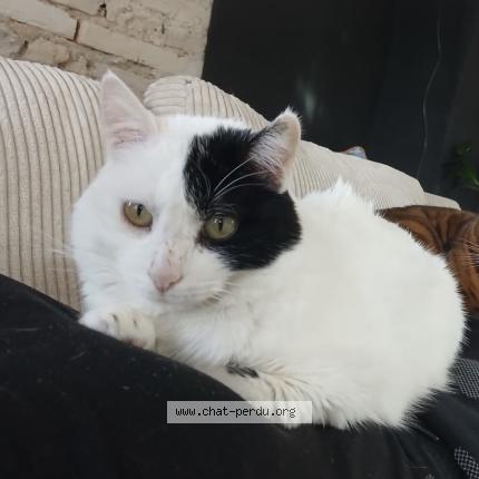 Photo 1/1 Flocon Chat lost in Montauban