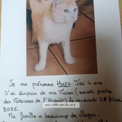 Photo 1/1 Hugo Chat lost in Elven