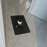 Picture of cat lost at Quievrechain