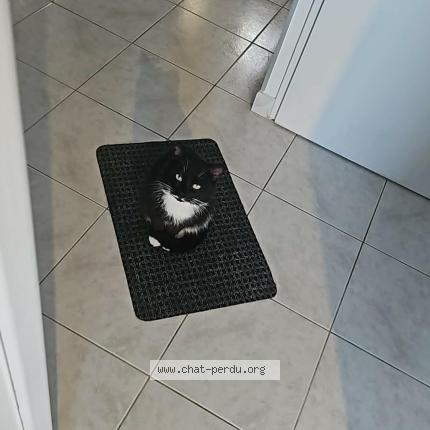 Photo 1/1 Spock Chat lost in Quievrechain