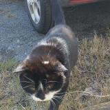 Picture of cat found at Boulazac