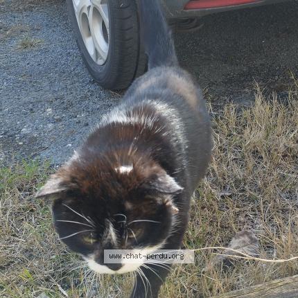 Photo 1/1 Found cat Found in Boulazac