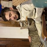 Picture of cat lost at Clermont Ferrand