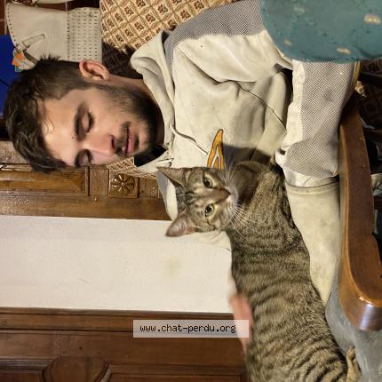 Photo 1/1 Ush Chat lost in Clermont ferrand