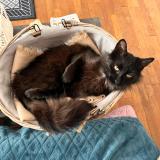 Picture of cat lost at Lherm