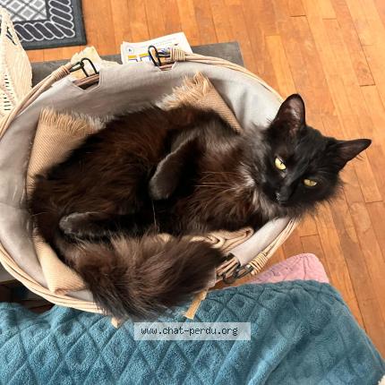 Photo 1/1 Baghera Chat lost in Lherm