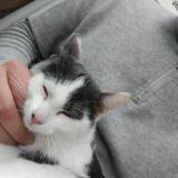 Picture of cat found at St Jean Le Blanc