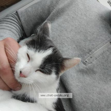 Photo 1/1 Found cat Found in St jean le blanc