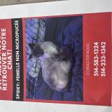 Picture of cat lost at Blainville