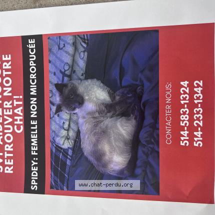 Photo 1/1 spidey Chat lost in Blainville