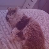 Picture of cat lost at Omey