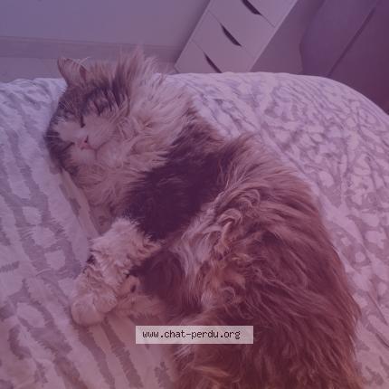 Photo 1/1 Biscuit Chat lost in Omey