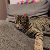 Picture of cat lost at Roquefort La Bedoule