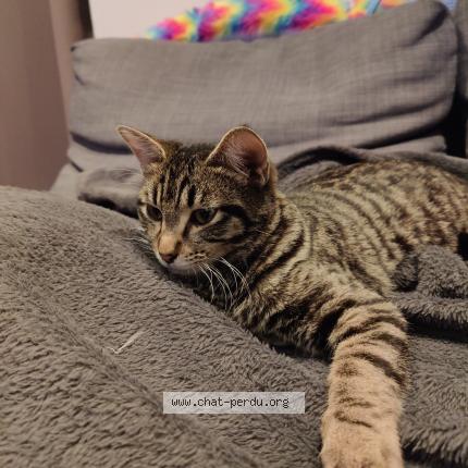 Photo 1/1 Pixel Chat lost in Roquefort la bedoule