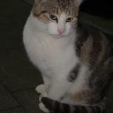 Picture of cat found at Liege