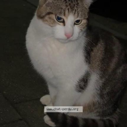 Photo 1/1 Found cat Found in Liege