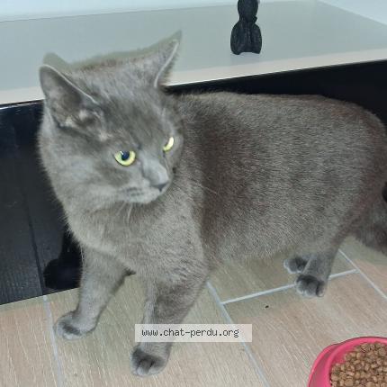 Photo 1/1 Found cat Found in Comines