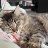 Picture of cat lost at Trespoux Rassiels