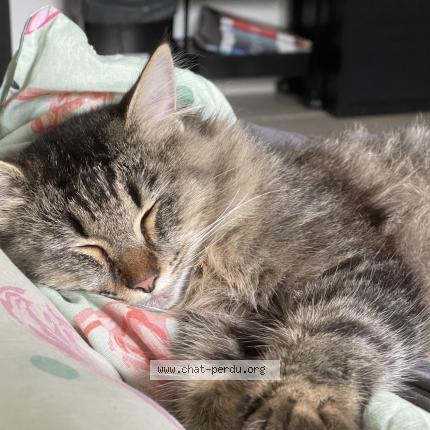 Photo 1/1 Sydney Chat lost in Trespoux rassiels